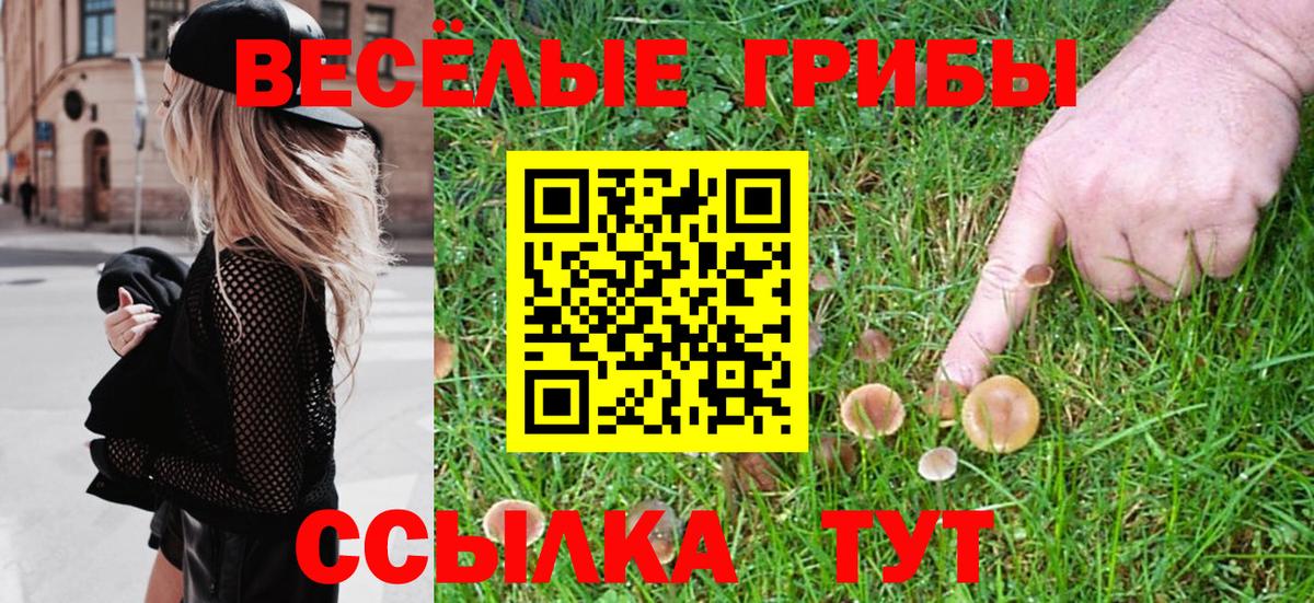 Галлюциногенные грибы Psilocybine cubensis Брянск