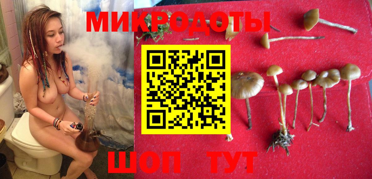 Псилоцибиновые грибы Psilocybe  купить  сайты  Брянск 